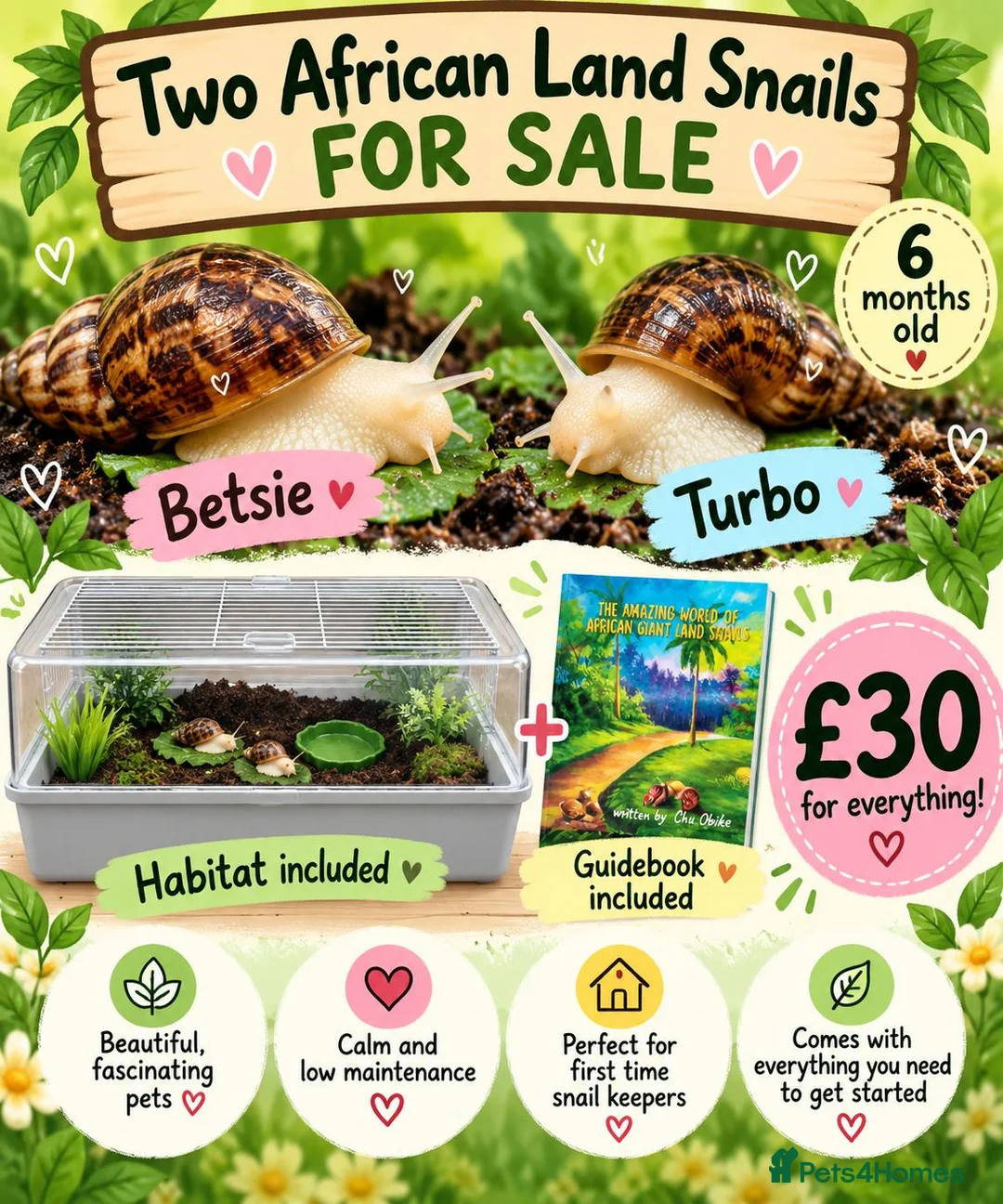 Snails invertebrates for sale: 2 X Giant African Land Snails with enclosure. in New Milton - Advert 1