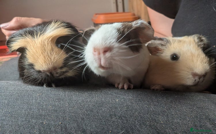 Guinea Pig rodents in Bakewell - Advert 14