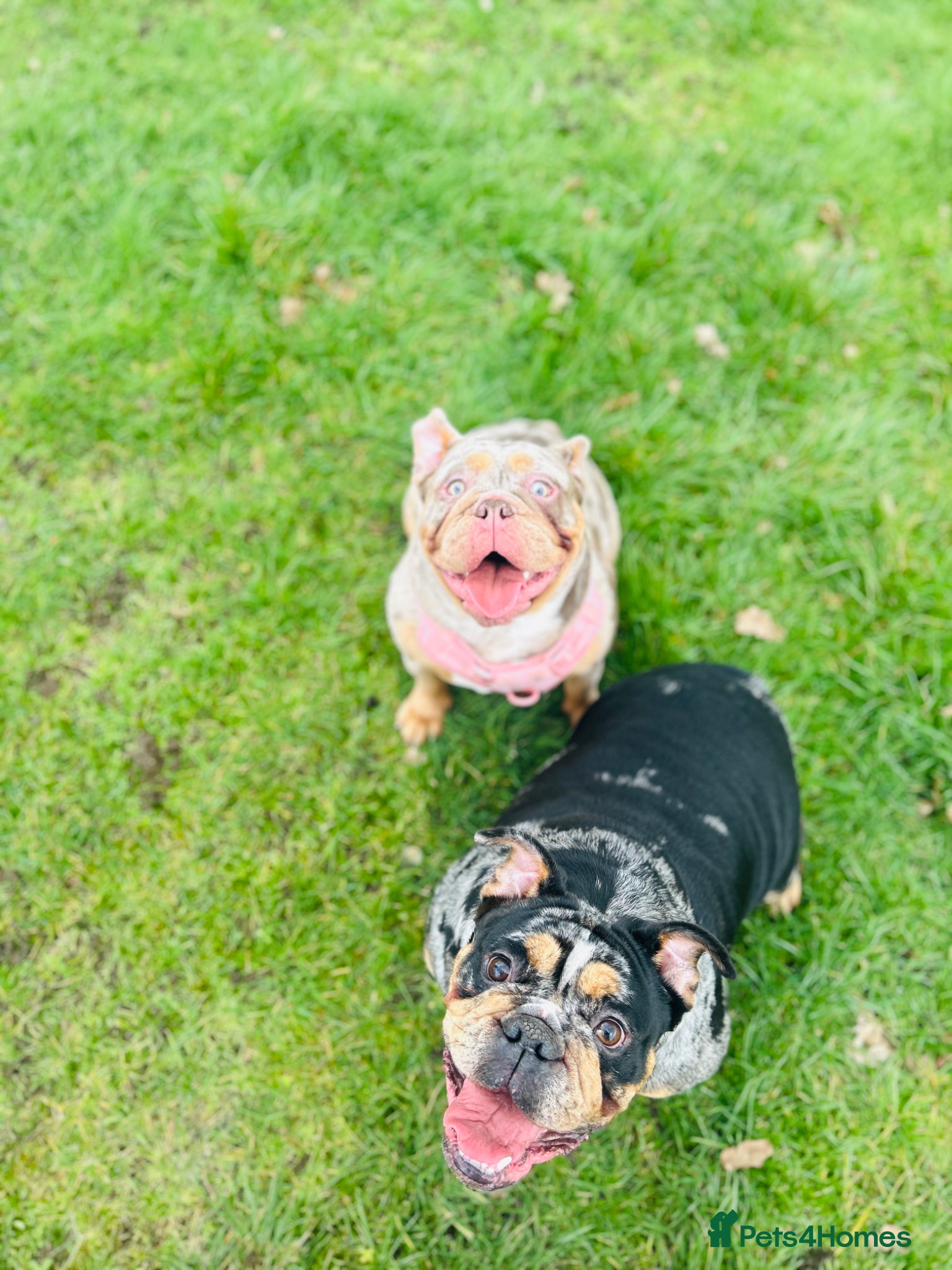 Olde English Bulldogge dogs 2 female olde English bulldogs - Advert 5