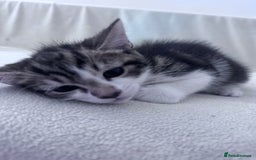 Mixed Breed cats for sale: Cute kittens looking for nice home  - Image 20