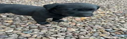 Labrador Retriever dogs for sale: Premium Labrador Puppies – Black and Charcoal - Advert 9