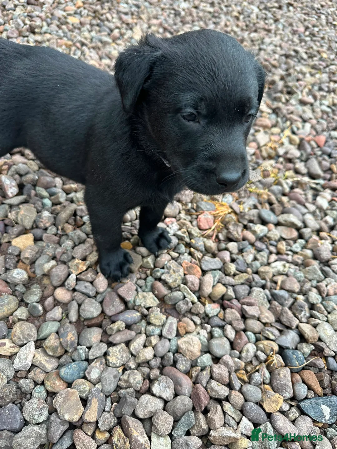Labrador Retriever dogs for sale: Premium Labrador Puppies – Black and Charcoal - Advert 31