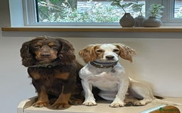 Cocker Spaniel dogs for sale: Stunning KC reg working cocker spaniel - Image 13