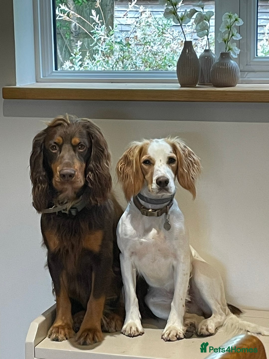 Cocker Spaniel dogs for sale: Stunning KC reg working cocker spaniel - Image 13