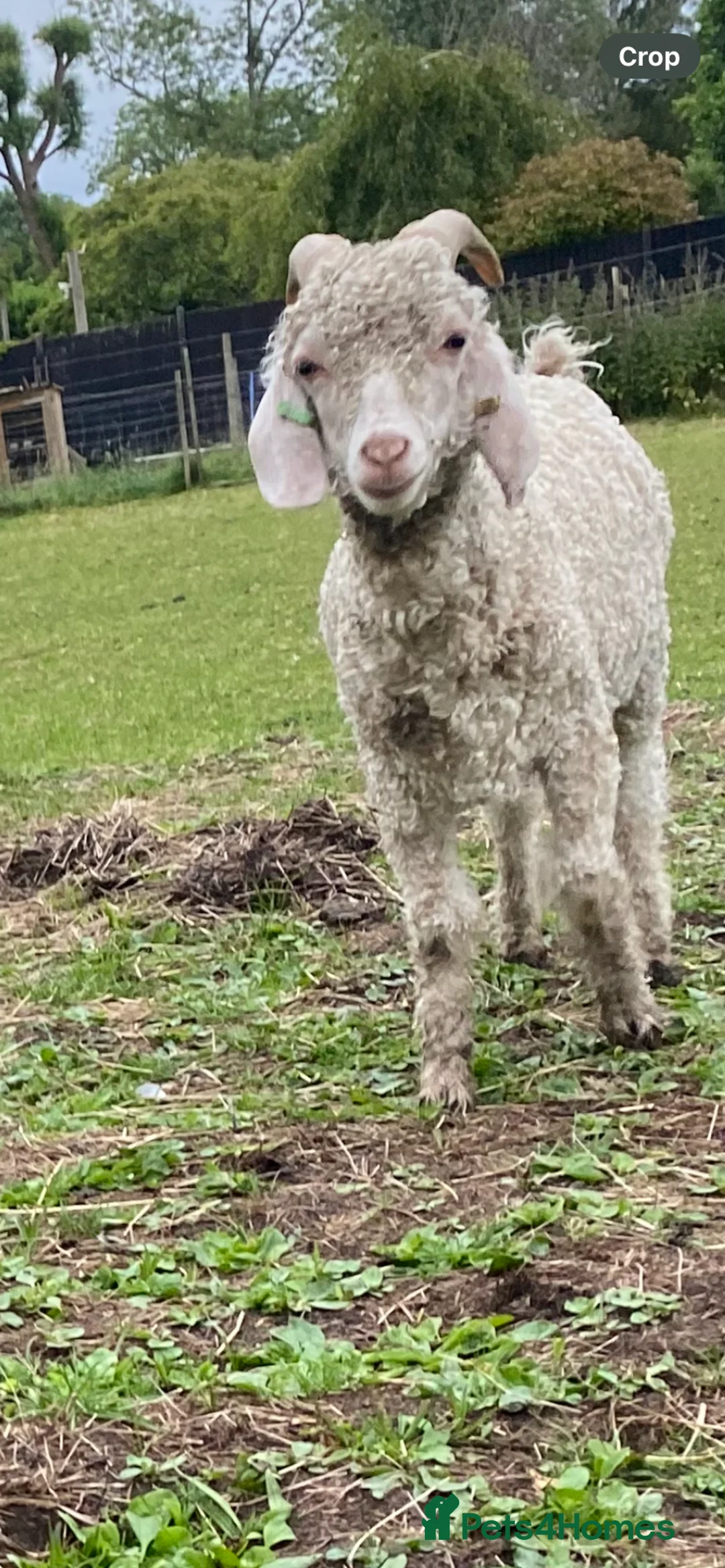 Goats livestock for sale: 3 pedigree angora bucks - Advert 3