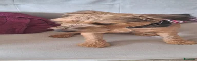 Mixed Breed 1