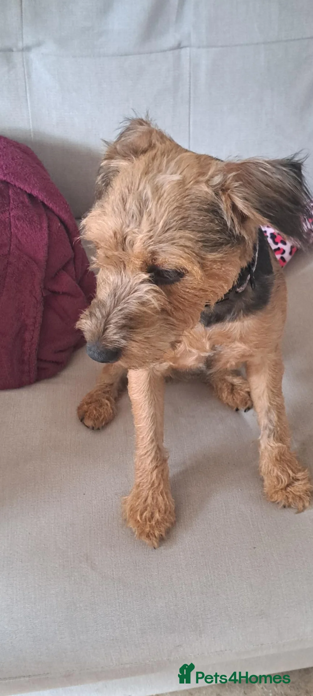 Mixed Breed dogs for sale: Beautiful jack Russell cross patterdale female  - Advert 2