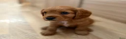 Cavalier King Charles Spaniel dogs for sale: Gorgeous Cavalier King Charles Puppies! - Advert 19