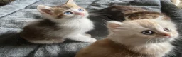 Munchkin cats for sale: Full Pedigree Munchkin Kittens - Advert 34