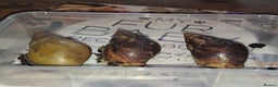 Snails invertebrates for sale: 3 Baby Giant Land Snails  - Advert 1