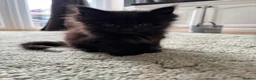 Maine Coon cats for sale: Maine Coon Kittens 2 males  - Advert 6