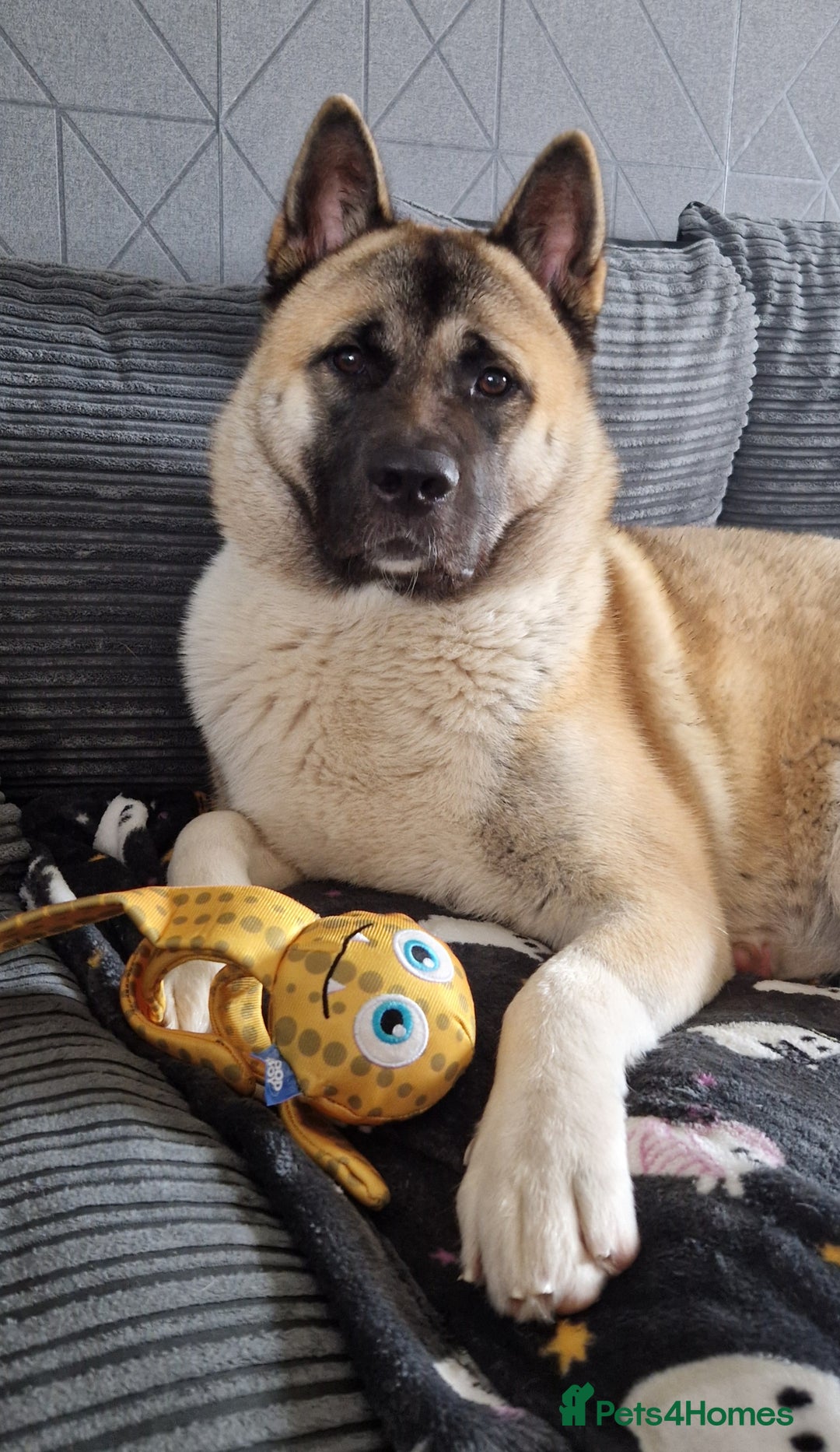 Akita dogs for sale: American akita puppies  - Advert 3