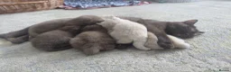 Brazilian Shorthair cats for sale: 5 British shorthair kittens - Advert 22