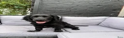 Cocker Spaniel dogs for stud: Working Cocker Spaniel for Stud - Advert 6
