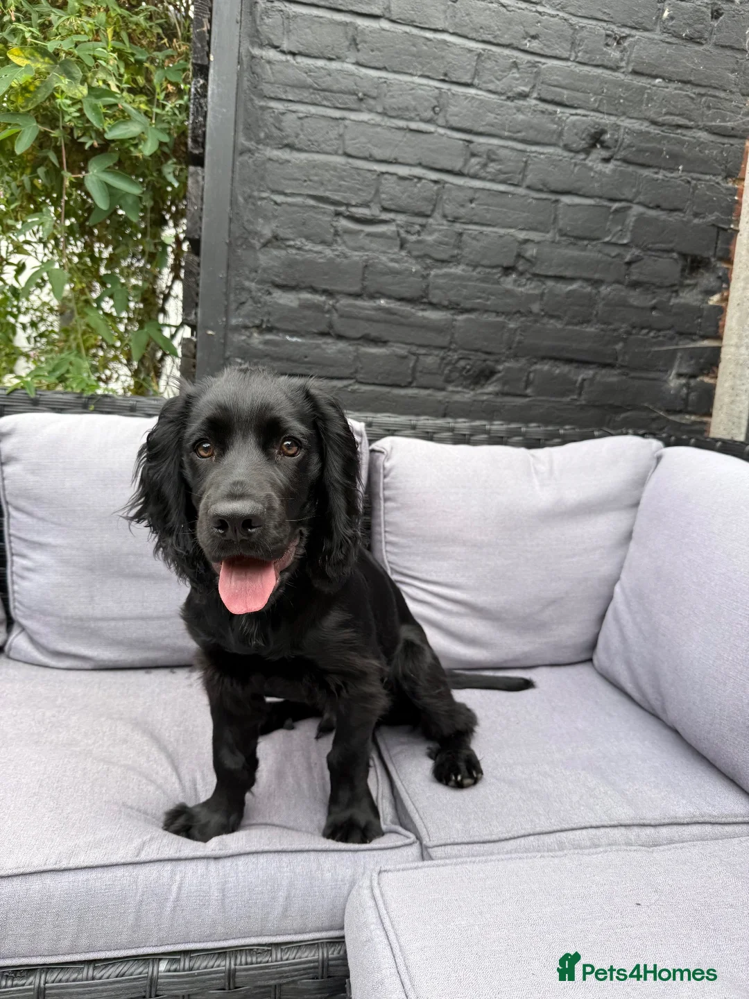 Cocker Spaniel dogs for stud: Working Cocker Spaniel for Stud - Advert 6