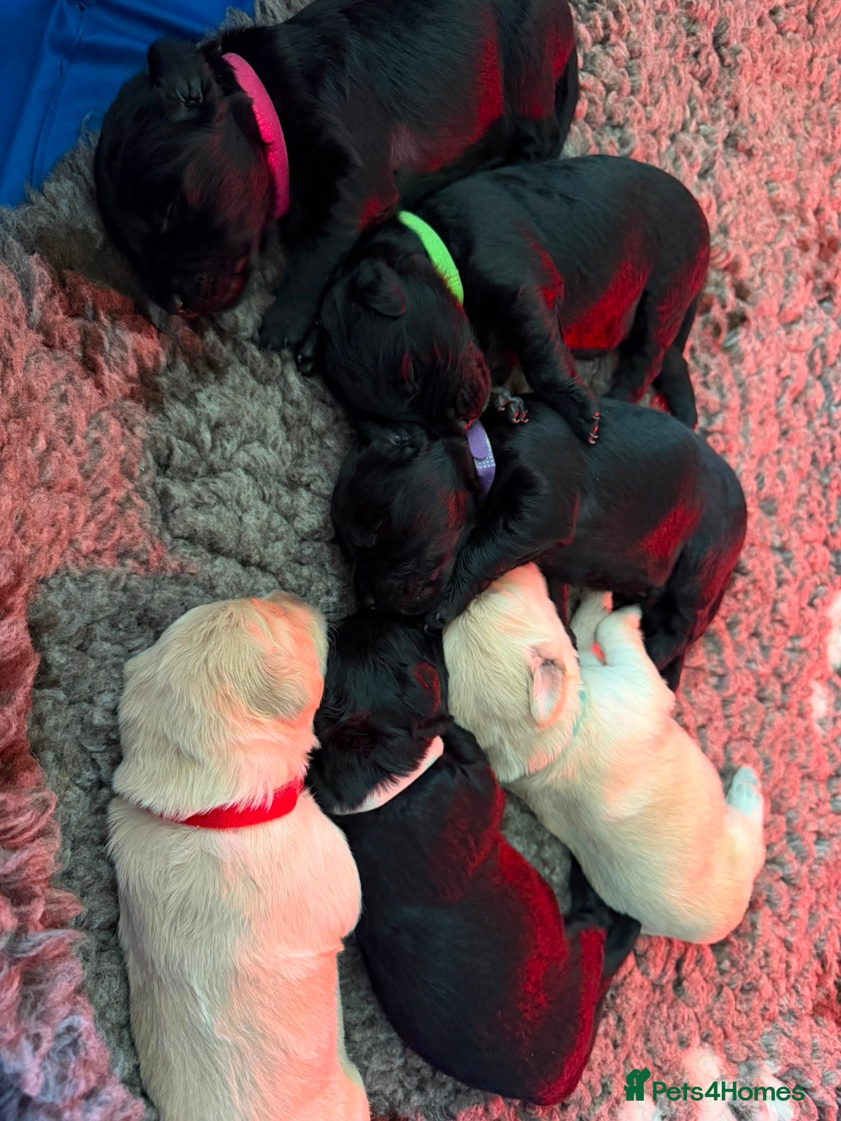 Mixed Breed dogs Golden Retriever x Collie Pups, Reservations Open - Advert 2