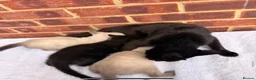 Ragdoll cats for sale: 3 beautiful male kittens in Ipswich - Advert 1