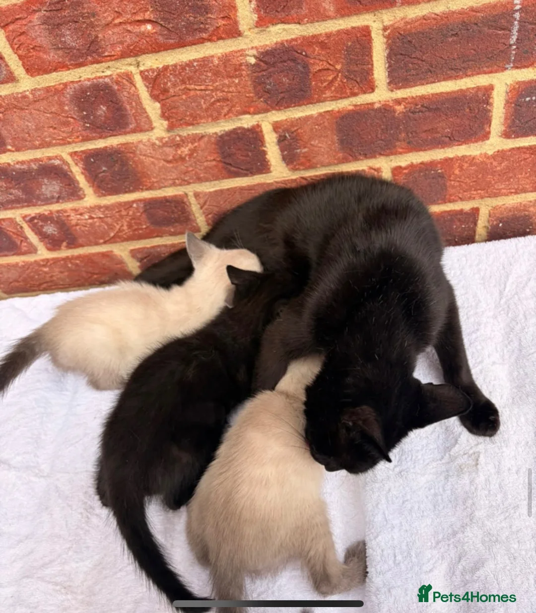 Ragdoll cats for sale: 3 beautiful male kittens in Ipswich - Advert 1