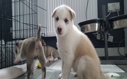 Siberian Husky dogs for sale: Husky puppies - Image 15