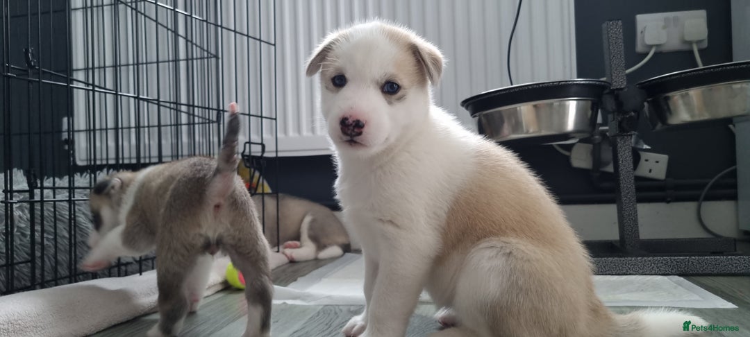 Siberian Husky dogs for sale: Husky puppies - Image 15