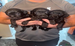 Patterdale Terrier dogs for sale: Patterdale puppies  - Image 9
