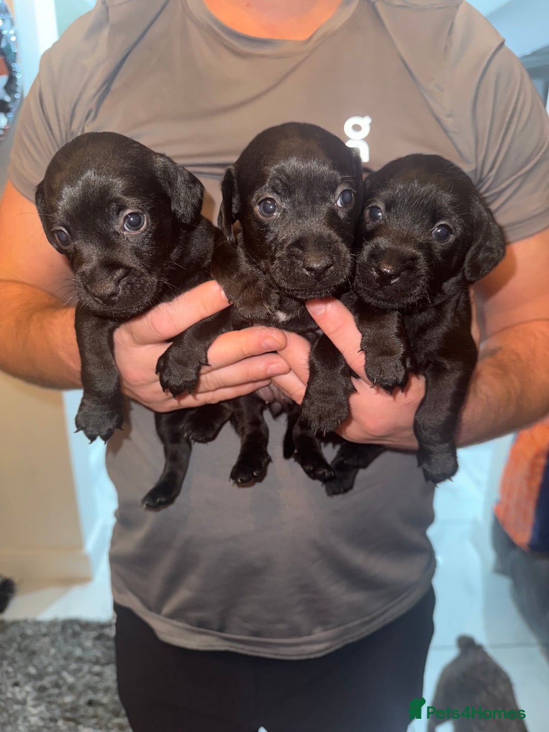 Patterdale Terrier dogs for sale: Patterdale puppies  - Image 9