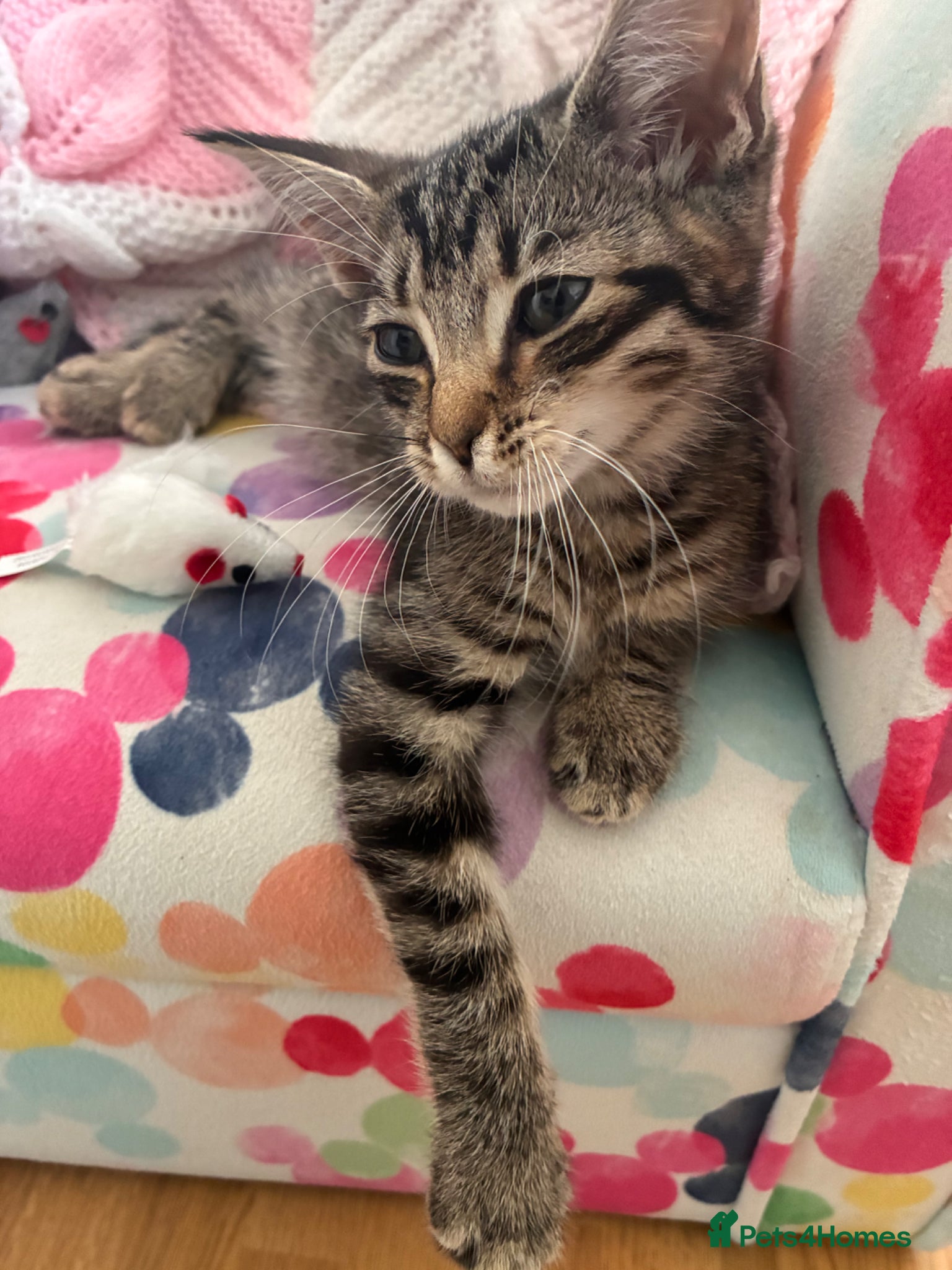 Mixed Breed cats Kittens for sale - Advert 8