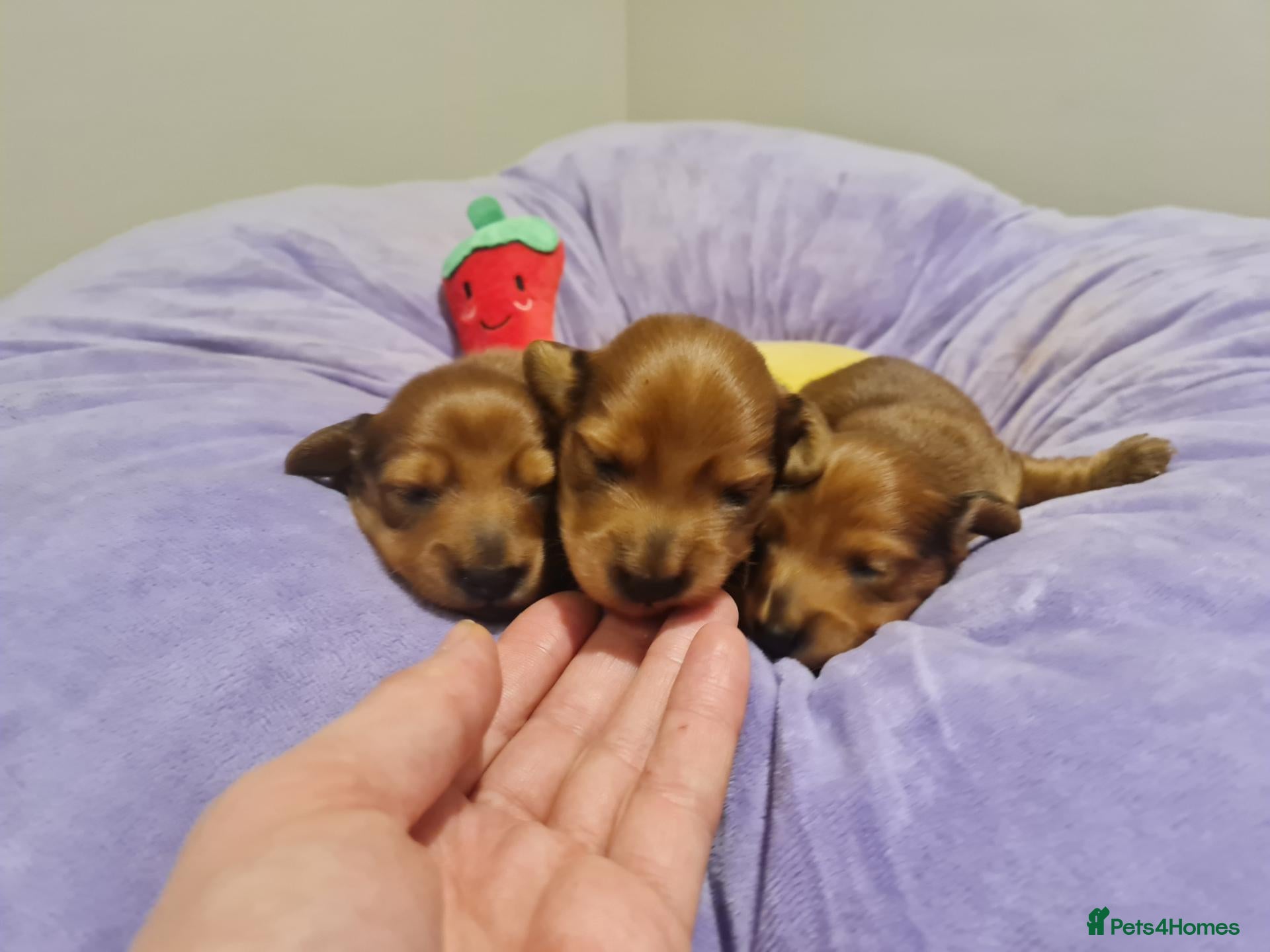 Miniature Dachshund dogs Pra clear-Beautiful miniature LG Dachshund pupps - Advert 3