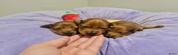 Miniature Dachshund dogs for sale: Pra clear-Beautiful miniature LG Dachshund pupps - Advert 1