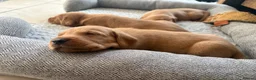 Labrador Retriever dogs for sale: Health Tested IGL Champion Bred Labrador Puppies  - Advert 23