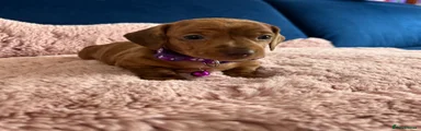 Miniature Dachshund 6 purple collar 