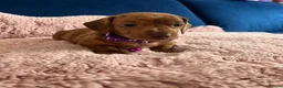 Miniature Dachshund dogs for sale: Beautiful pedigree KC miniature dachshund puppies  - Advert 1
