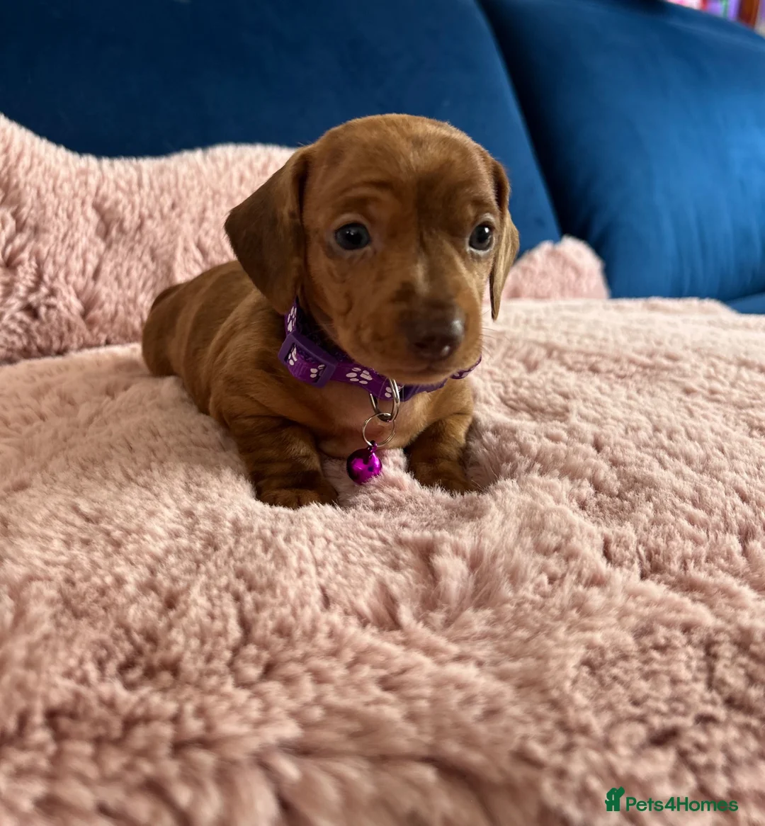 Miniature Dachshund dogs for sale: Beautiful pedigree KC miniature dachshund puppies  - Advert 1