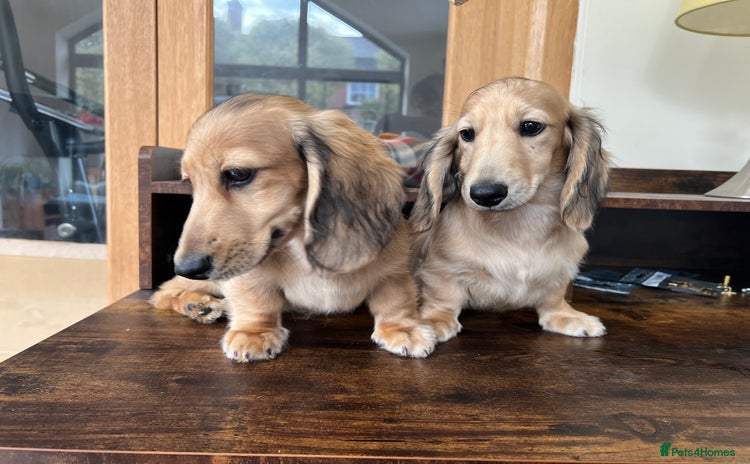 Miniature Dachshund dogs - Advert 1