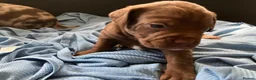 Mixed Breed dogs for sale: Frenchie Sproodles - Advert 4