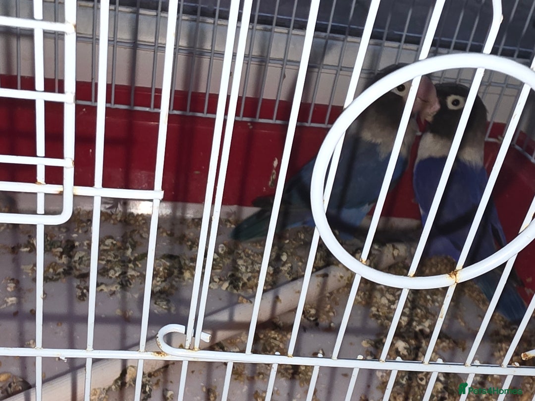 Lovebirds birds for sale: parrots - Advert 3