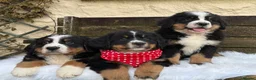 Bernese Mountain Dog dogs for sale: 🐾 Beautiful KC Bernese Mountain Dog Puppies 🐾  - Advert 6