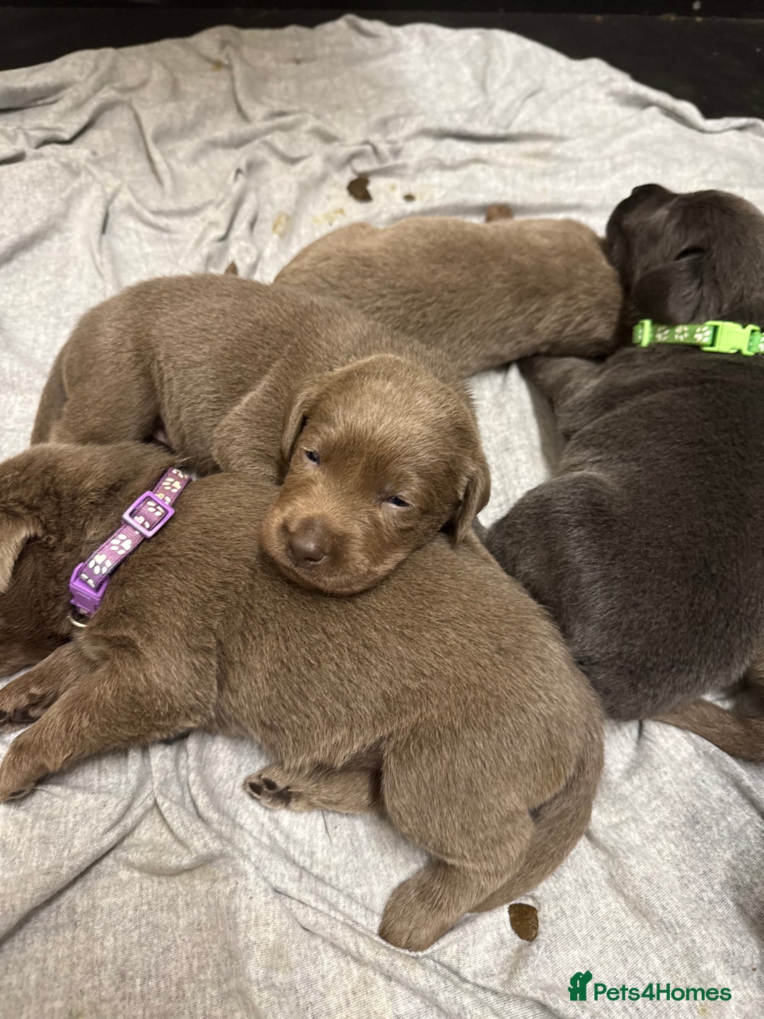 Labrador Retriever dogs for sale: Stunning silver / charcoal puppies - Image 16