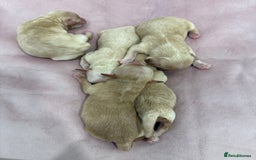 Maltipoo dogs for sale: 5 girls. fully DNA & health tested clear parents.  - Advert 10