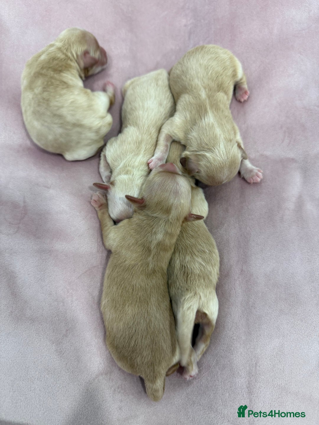 Maltipoo dogs for sale: 5 girls. fully DNA & health tested clear parents.  - Advert 10