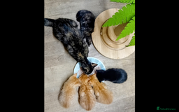 Mixed Breed cats for sale: Beautiful smiley kittens  - Image 5