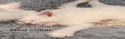 Maine Coon cats for sale: Council licensed TICA white Maine Coon kittens - Advert 8