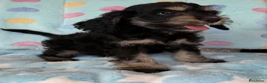 Cockapoo 2