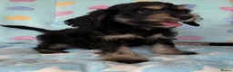 Cockapoo dogs for sale: Beautiful cockapoos 🐶🐶 ready now - Advert 39