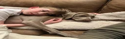 Weimaraner dogs for sale: Have to find a home for our Wonderful Betsy in Cirencester - Advert 6