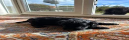 Cockapoo dogs for sale: Beautiful F1xF2 Cockapoo Puppies-Loving home £1400 in Colyton - Advert 34