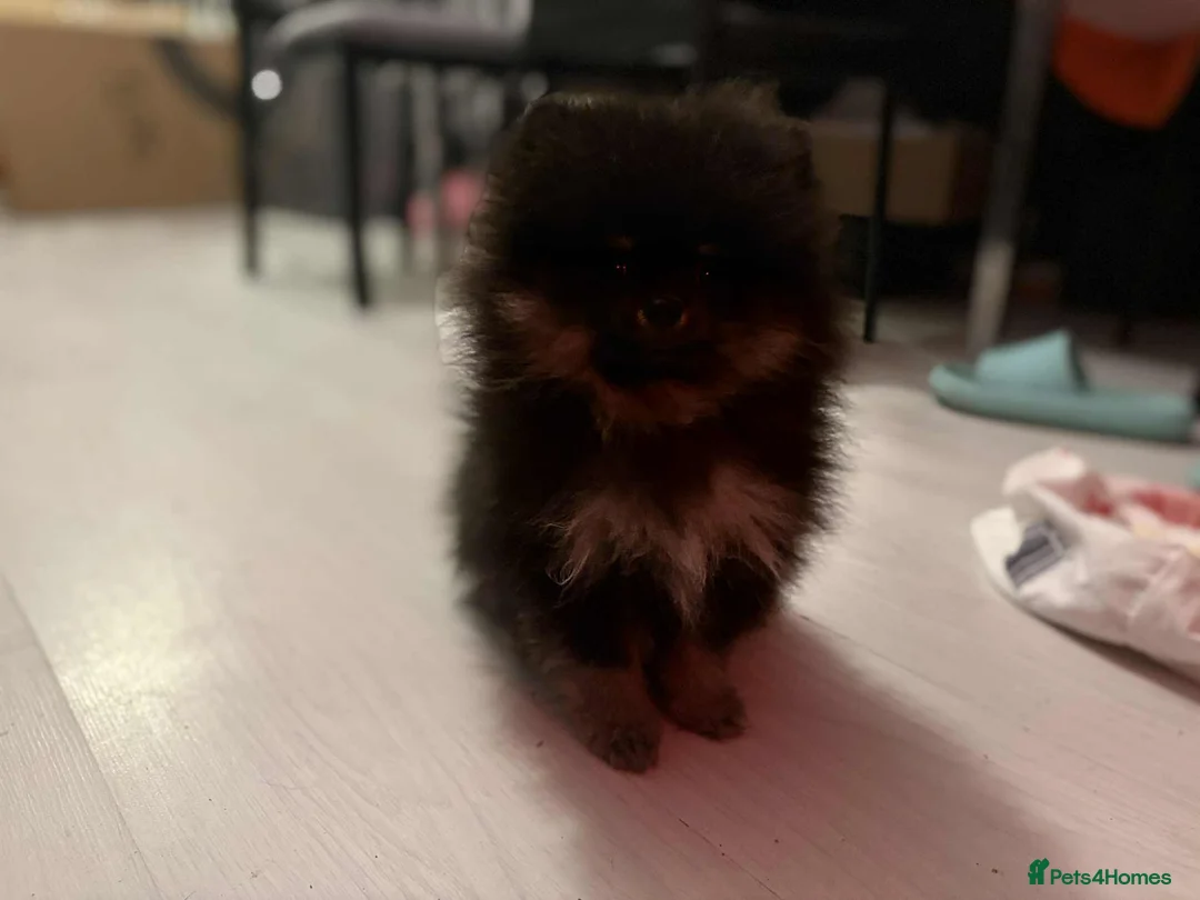 Pomeranian dogs for sale: Koda Bear - Advert 2