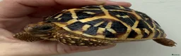Tortoise reptiles for sale: Baby Indian star tortoises for sale  - Advert 6