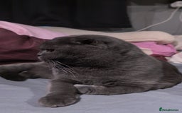 Scottish Fold cats for sale: 💎 TICA ACTIVE 🏆 SCOTTISH FOLD QUEEN 👑 - Image 8