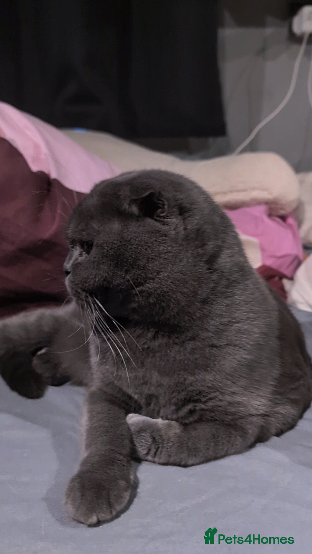 Scottish Fold cats for sale: 💎 TICA ACTIVE 🏆 SCOTTISH FOLD QUEEN 👑 - Image 8